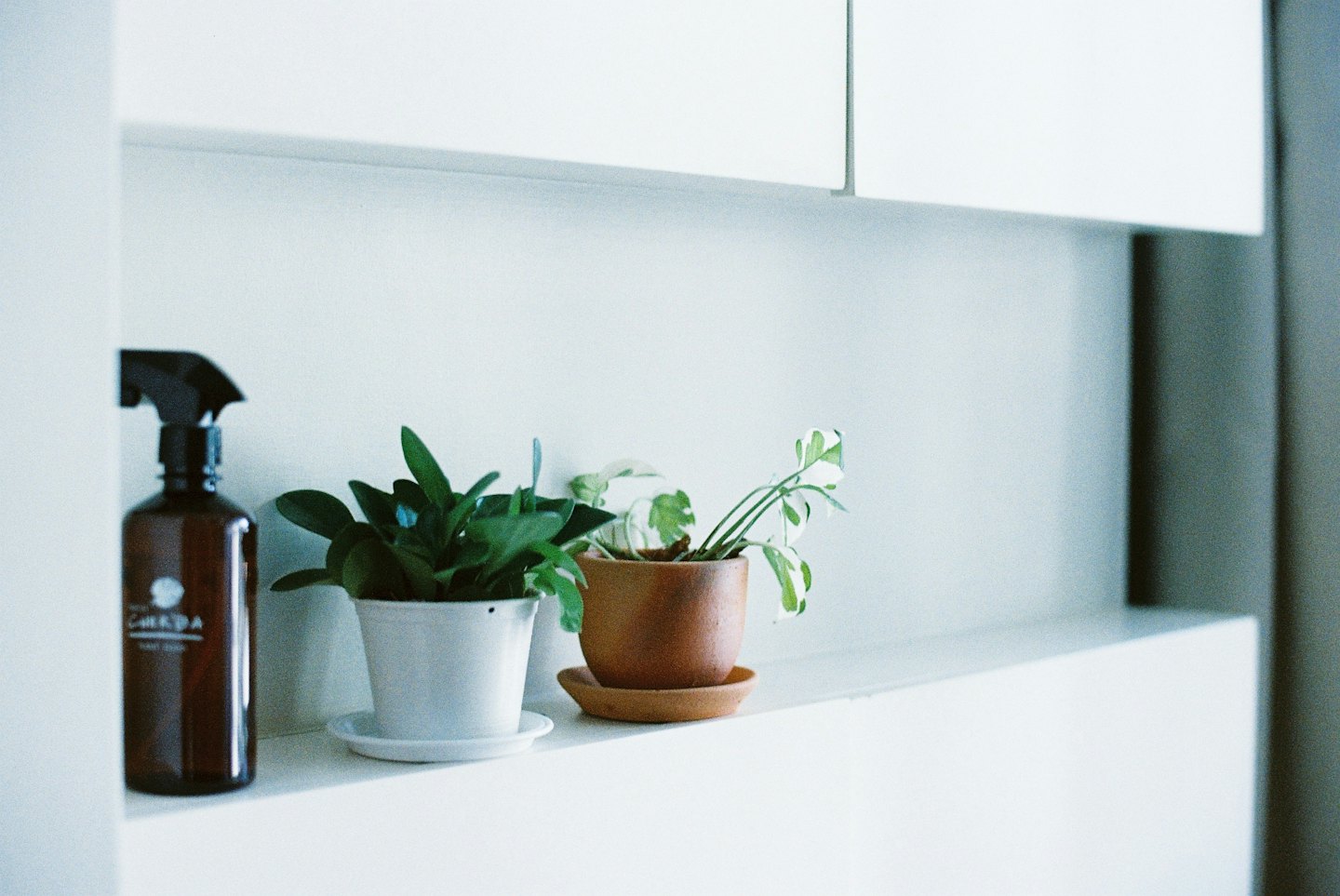 Amber spray bottle and houseplants on a white shelf.